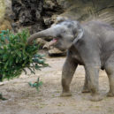 Na vánočním stromě ze Staromáku si pochutnávají zvířata v pražské zoo - ZOO Praha, zvířata s vánočním stromkem