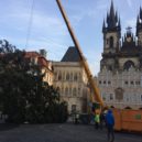 Na vánočním stromě ze Staromáku si pochutnávají zvířata v pražské zoo - Sundavání vánočního stromu na Staroměstském náměstí