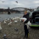 Příběhy zvířat, která ošetřili pražští záchranáři v průběhu ledna - záchranná stanice praha zvířata