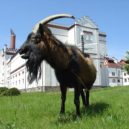 Ladovské hody – dřívější ročníky - Kozel Olda ve Velkopopovickém pivovaru