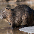 V Berouně se usídlily nutrie. Lidé je mají rádi, přírodovědci už méně. - Nutrie