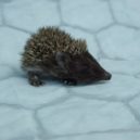 Záchranná stanice pro volně žijící živočichy hl. m. Prahy - Stanice pro volně žijící živočichy hl. m. Prahy (4)
