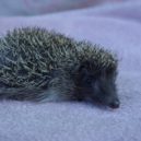 Záchranná stanice pro volně žijící živočichy hl. m. Prahy - Stanice pro volně žijící živočichy hl. m. Prahy (5)