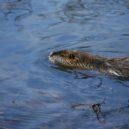 V Berouně se usídlily nutrie. Lidé je mají rádi, přírodovědci už méně. - Nutrie