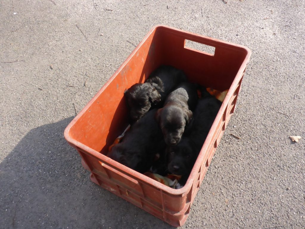 Krutý majitel odložil pod most malá štěňata. Nechybělo málo a umrzla by