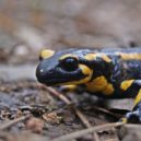 Dobrovolníci uklízeli tůně pro mloka a čistili okolí - 1280px-Salamandra_salamandra-30