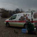 Vypouštění zvířat zpět do přírody - Labuť Záchranná stanice hl. města Prahy