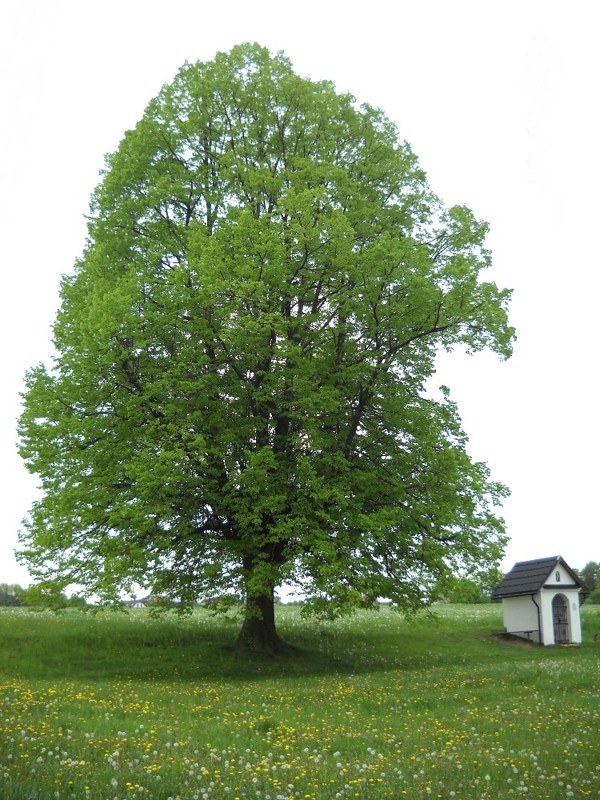 Obrázek #3 z 5
