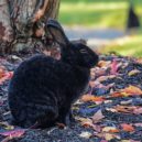 Srny a zajíci v lesích. - Zajíc králík Zvířata Velikonoce