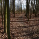 Bohnický hřbitov bláznů, hrad Houska a Branišovský les - Branišovský les Bor – nejstrašidelnější les v Česku