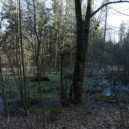 Bohnický hřbitov bláznů, hrad Houska a Branišovský les - Branišovský les Bor – nejstrašidelnější les v Česku