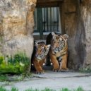 Tygřata venku - Tygřata, ZOO Praha (1)