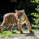 Tygřata venku - Tygřata, ZOO Praha (2)