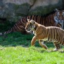 Tygřata venku - Tygřata, ZOO Praha (3)