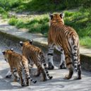 Tygřata venku - Tygřata, ZOO Praha (4)
