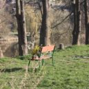Louka ve Všenorech - všenorská louka 227 – Lišákova lavička – foto Michaela Formánková