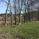 Louka ve Všenorech - všenorská louka 229 – Lišákova lavička – foto Michaela Formánková