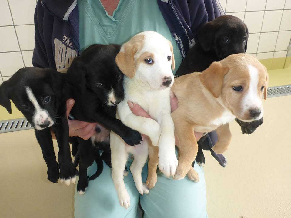 Na štěňata z krabice se čekalo přes noc. Psí bráchové jsou v péči veterináře, fenky u nových majitelů