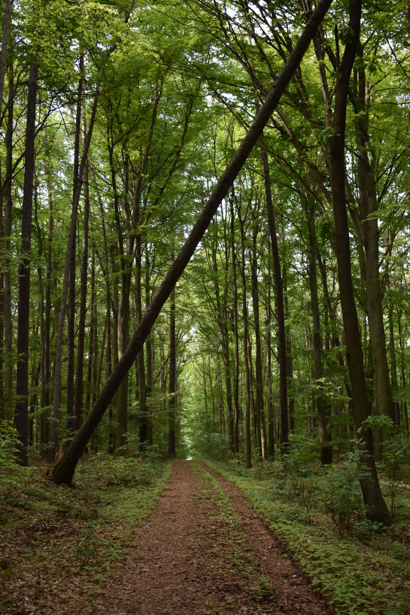 Obrázek #20 z 20