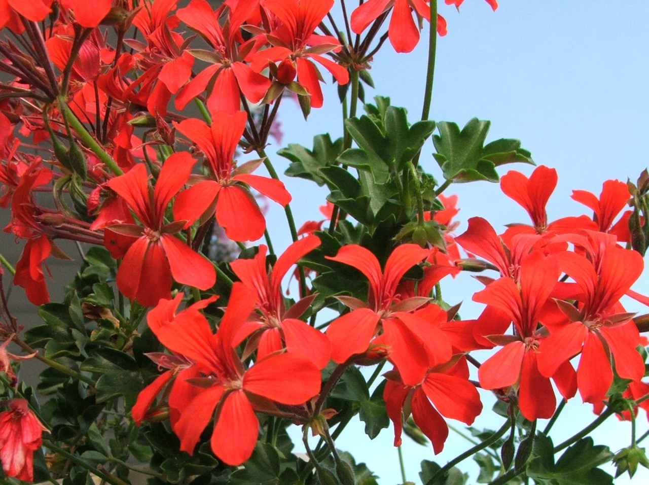 Konec května ve znamení pelargonií. Přijďte se pokochat do Botanické zahrady