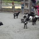 Království lesa Lipno - království_8
