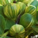 Fíky a fíkovníky - Žíhaný fíkovník odrůdy Panach
