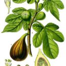 Fíky a fíkovníky - Fíkovník smokvoň (Ficus carica)