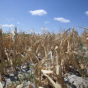Sucho nekončí. Dostatek vody deště nepřinesou - US Drought Severity