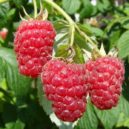 Vláknina - Raspberry