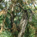 Sucho sever - Klánovický les 5 – foto Pavel Roušar