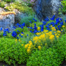 Třetí nejnavštěvovanější místo ve středních Čechách je průhonický zámek a arboretum - Průhonický_park_-_alpinum_u_zámku_14