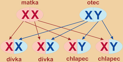 Obrázek #7 z 10