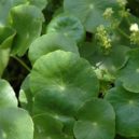 Gotu Kola - Gotu kola