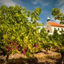 Vinobraní vinice sv. Kláry - Vinice sv. Kláry – zdroj foto vinice sv. Kláry