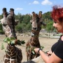 Petra Janů a žirafy - zoo1