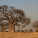 Zvláštní stromy - Adansonia_digitata_Baobab