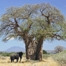 Zvláštní stromy - Baobab_and_elephant,_Tanzania