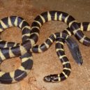 Nejjedovatější hadi - India Biodiversity Portal