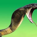 Nejjedovatější hadi - 51081674 – close-up of 3d king cobra snake attack isolated on green background