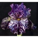 Kosatce - Irises