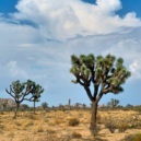 Zvláštní stromy - Joshua_trees