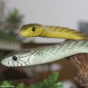 Nejjedovatější hadi - Mamba zelená, Wikipedie, foto