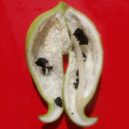 Ačokča - Plant World Seeds