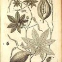 Ačokča - Plantillustrations