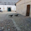 Zámecká zahrada Brandýs - Před zámeckou zahradou 2 – foto AC