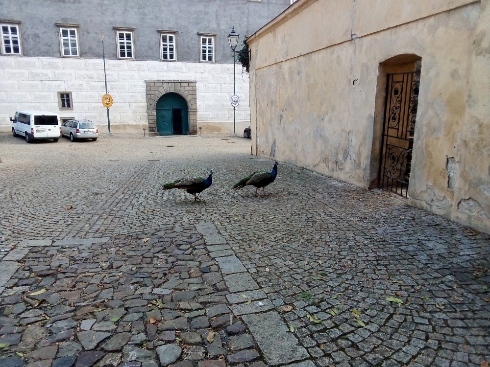 Obrázek #8 z 11