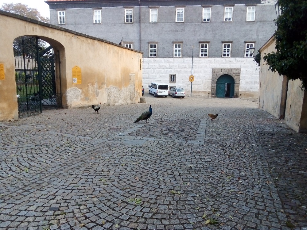 Obrázek #7 z 11