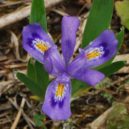 Kosatce - Wikipedia laucstris