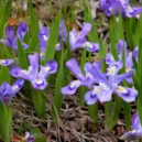 Kosatce - Wikipedia laucstris.jpg 2