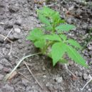 Ačokča - alternativa ecológica